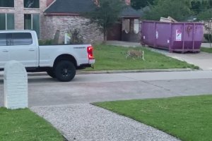 Un tigre se promène dans un quartier résidentiel (États-Unis)