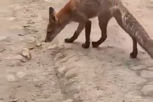 Donner du pain à un renard