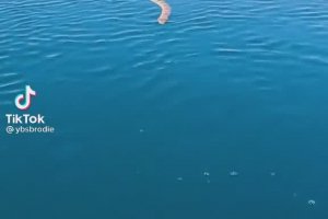 Un australien croise un serpent de mer