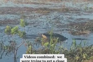 Un drone filme un alligator d'un peu trop près