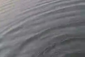 Un pêcheur en kayak nourrit un serpent