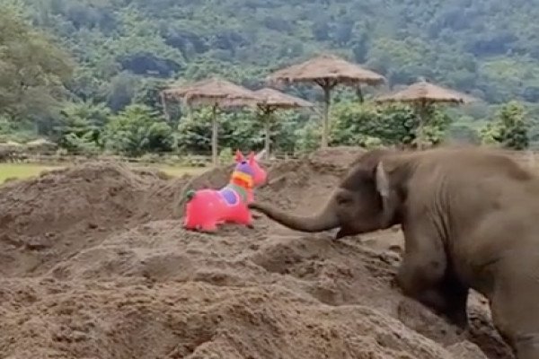 Un éléphanteau reçoit un nouveau jouet