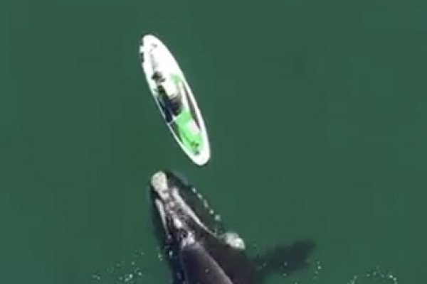 Une baleine s'amuse avec un paddleboard