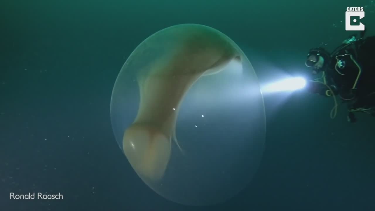 Un oeuf de calamar géant