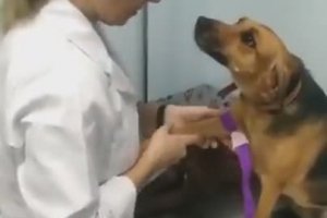 Enfin un chien qui aime aller chez le vétérinaire