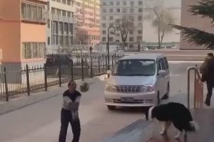 Un homme joue au volley avec son chien