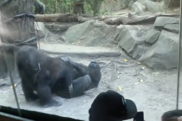 Deux gorilles offrent un super spectacle aux visiteurs d'un zoo
