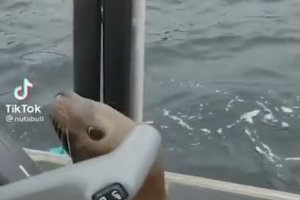 Une otarie chassée par des orques se réfugie sur un bateau