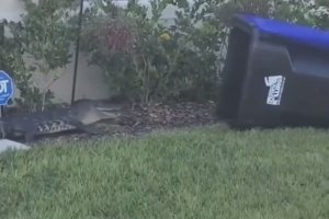 Un homme attrape un alligator avec une poubelle (États-Unis)