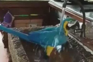 Un perroquet se douche dans un lavabo