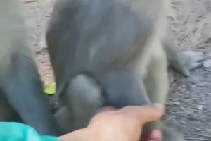 Un bébé singe se trompe de maman