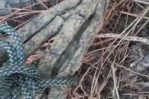 Un pêcheur se fait envahir par une colonie de fourmis