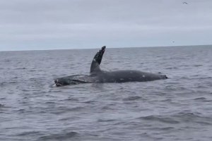 Une baleine morte explose à la surface (Californie)
