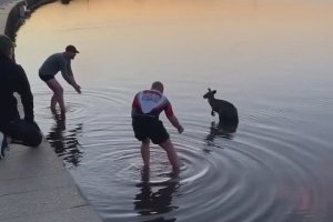 Ils sauvent un kangourou bloqué dans une eau glaciale (Australie)