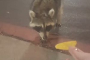 Ce raton laveur n'est pas prêt de remanger des chips