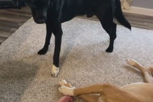 Un chien vole un os à un autre chien