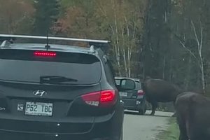 Un bison se coince dans une voiture