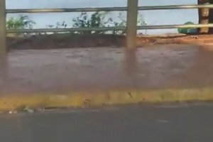 Un homme se fait attaquer par un alligator dans un lac (Brésil)