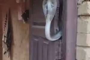 Un cobra garde une porte (Népal)