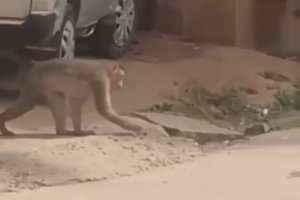 Un singe prend ses précautions face à un chien