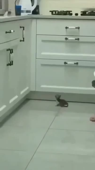 Un chaton tente de monter sur la cuisine