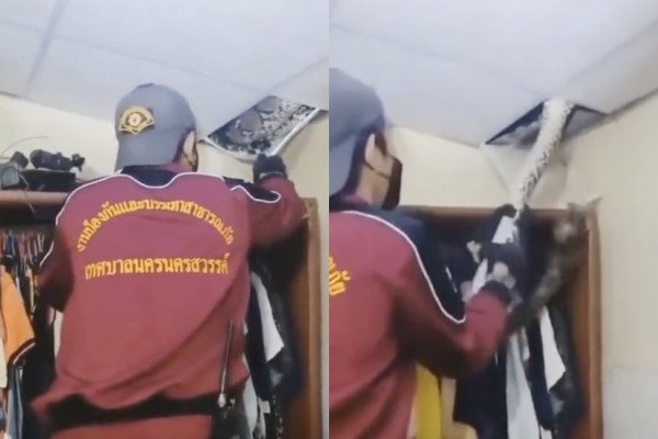Un homme vient chercher un gros python installé dans un plafond (Thaïlande)