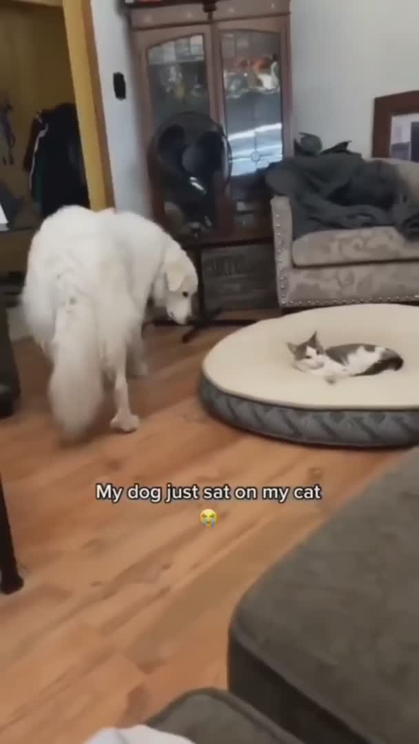 Un chien montre à un chat qui est le patron