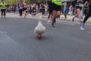 Un canard fait le marathon de New York