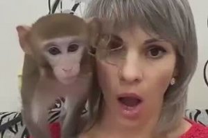 Un singe pas rassuré devant un filtre araignée