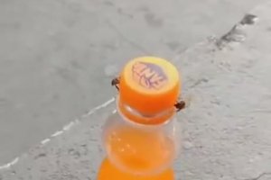 Deux abeilles ouvrent une bouteille de Fanta