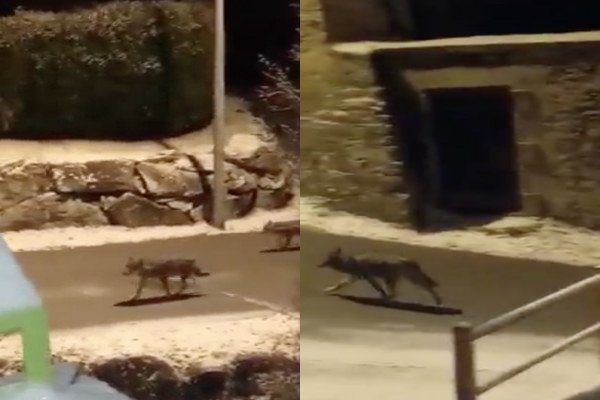 Une meute de loups dans les rues de Modane en Savoie (France)