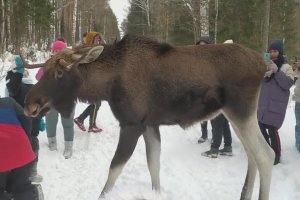 Des touristes encerclent un élan, mauvaise idée (Russie)