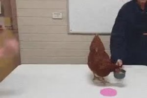 Comment dresser une poule