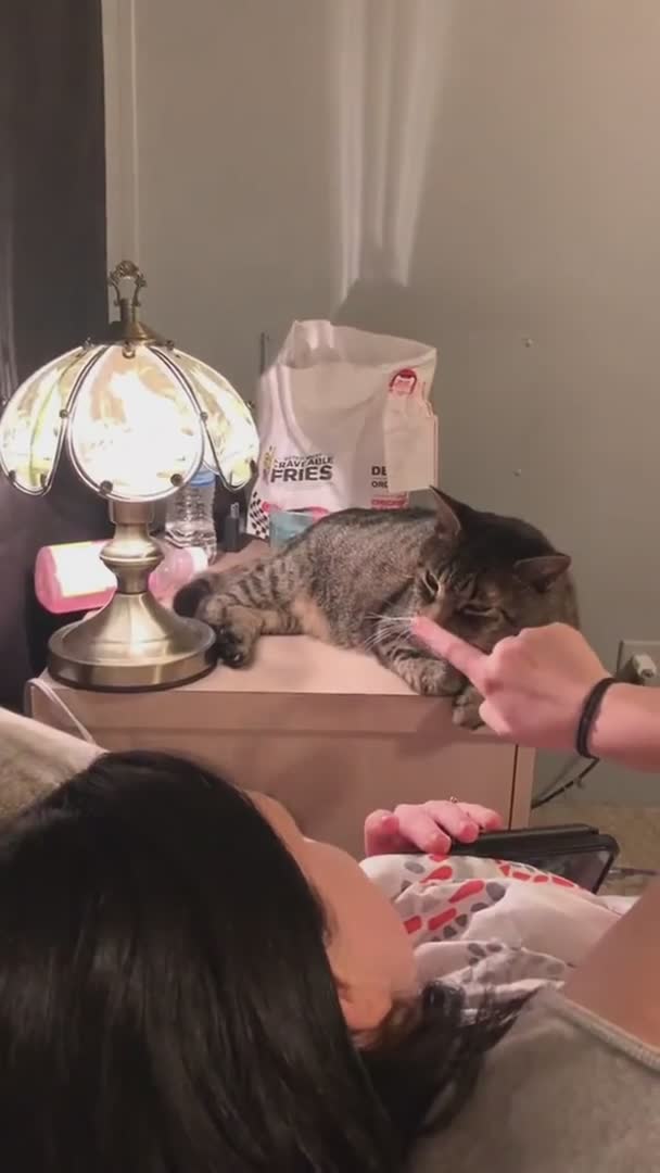 Allumer une lampe avec un chat
