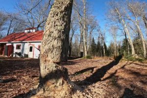 Régis coupe un arbre près d'une maison mais il s'en tire bien