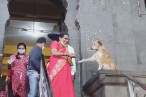 Un chien béni les fidèles d'un temple