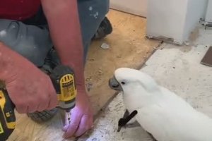Un oiseau aide un homme sur un chantier
