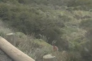 Un automobiliste rencontre un guanaco mais ça va pas durer longtemps (Argentine)