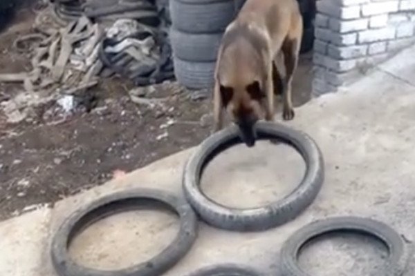 Un chien transporte des pneus d'une manière assez intelligente