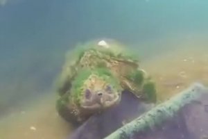 Une tortue de 90 ans dit bonjour à un plongeur
