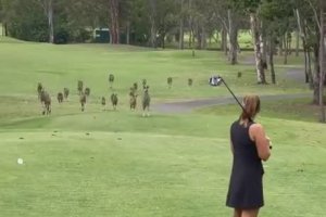Une golfeuse se retrouve avec un public assez particulier (Australie)