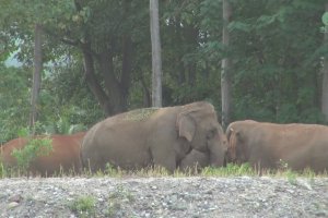 Des éléphants retrouvent leur soigneur après 14 mois d’absence