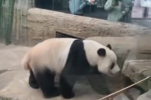 Un panda passe un message aux visiteurs d'un zoo