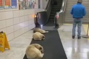 Des chiens dorment dans le métro pour passer l'hiver au chaud (Istanbul)