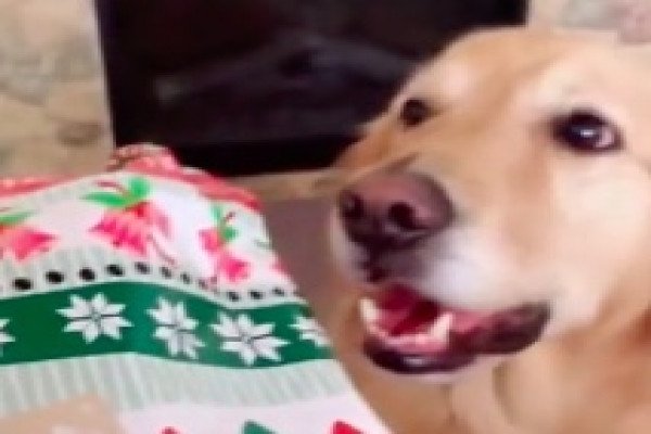Une chienne reçoit un cadeau de Noël très utile