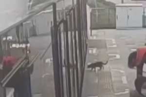 Un agent de sécurité sauve un chat coincé dans les portes d'un tramway