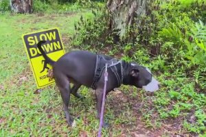 Un chien pose sa pêche contre un panneau