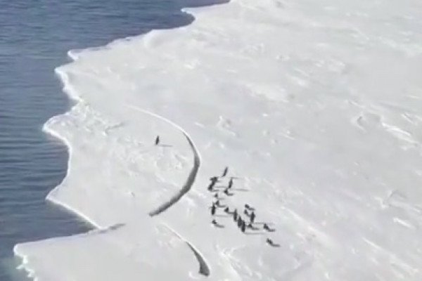 Un manchot se fait emporter par un morceau de glace