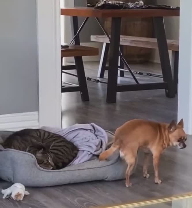 Un chien tente de s'incruster dans le panier d'un chat