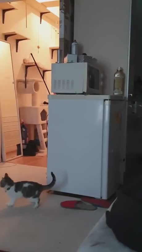 Un chaton coince son jouet mais heureusement pour lui sa maman est dans le coin